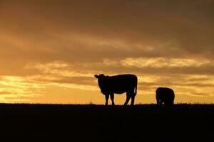 Cows fed  grass, in countryside, Pampas, Patagonia,Argentina photo