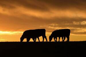 vacas alimentado césped, en campo, pampa, patagonia,argentina foto