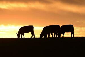 vacas alimentado césped, en campo, pampa, patagonia,argentina foto