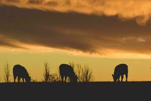 Cows fed  grass, in countryside, Pampas, Patagonia,Argentina photo