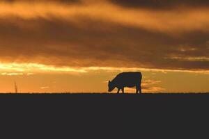 vacas alimentado césped, en campo, pampa, patagonia,argentina foto