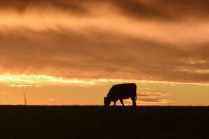 Cows fed  grass, in countryside, Pampas, Patagonia,Argentina photo