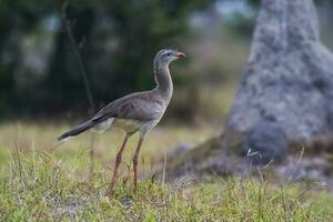 Red legged Seriema, Pantanal , Brazil photo