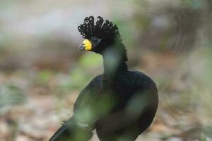 Bare faced Curassow, in a jungle environment, Pantanal Brazil photo