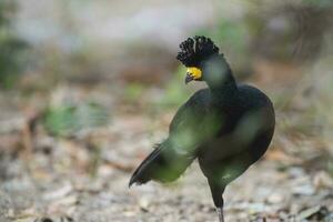 Bare faced Curassow, in a jungle environment, Pantanal Brazil photo