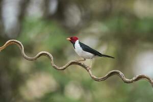 Yellow billed Cardinal,perched on a liana,Pantanal forest, Brazil photo