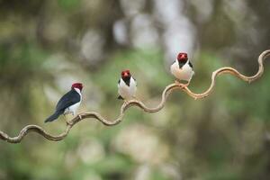 amarillo facturado cardenal,encaramado en un liana pantanal bosque, Brasil foto