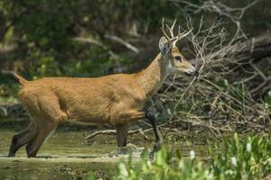 Marsh deer, Blastocerus dichotomus, in pantanal environment, Brazil photo