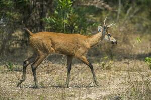 Marsh deer, Blastocerus dichotomus, in pantanal environment, Brazil photo