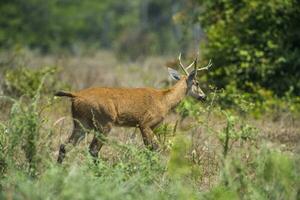 Marsh deer, Blastocerus dichotomus, in pantanal environment, Brazil photo