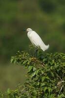 White heron, perched on the vegetation, Pantanal , Brazil photo