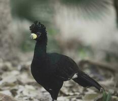 Bare faced Curassow, in a jungle environment, Pantanal Brazil photo