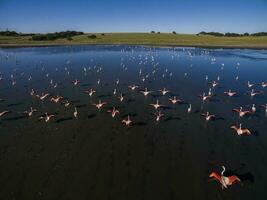 Flamingos in Patagonia, Aerial view,Argentina photo