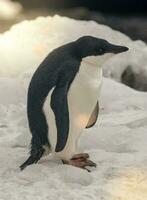 adelie pingüino, juvenil en hielo, paulet isla, Antártida foto