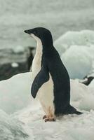Adelie Penguin, juvenile on ice, Paulet island, Antarctica photo