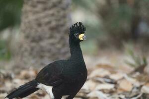 Bare faced Curassow, in a jungle environment, Pantanal Brazil photo