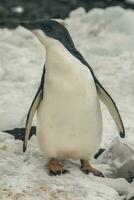 adelie pingüino, juvenil en hielo, paulet isla, Antártida foto