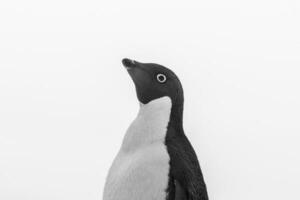 Adelie Penguin, juvenile on ice, Paulet island, Antarctica photo