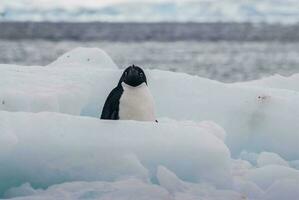 adelie pingüino, juvenil en hielo, paulet isla, Antártida foto