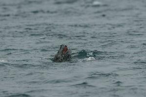 Leopard Seal,Hydrurga leptonyx,Antartica photo