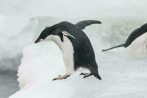 adelie pingüino, juvenil en hielo, paulet isla, Antártida foto