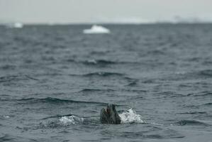 leopardo sello, hidrurga leptonyx,antártica foto