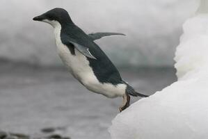 adelie pingüino, juvenil en hielo, paulet isla, Antártida foto
