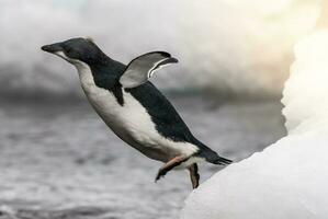 adelie pingüino, juvenil en hielo, paulet isla, Antártida foto