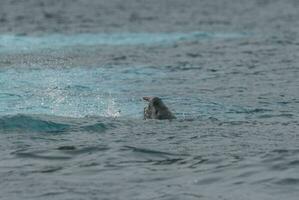 Leopard Seal,Hydrurga leptonyx,Antartica photo