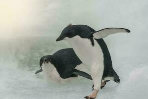 Adelie Penguin, juvenile on ice, Paulet island, Antarctica photo