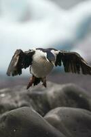 Imperial Cormorant, breeding colony, Paulet Island, Antarica photo