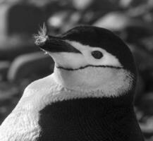 Chinstrap Penguin, Paulet island, Antartica, Scientific name,Pygoscelis antarcticus photo