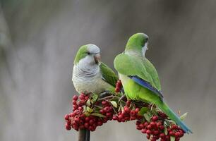 Parakeet,feeding on wild fruits, La Pampa, Patagonia, Argentina photo