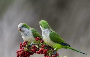 Parakeet,feeding on wild fruits, La Pampa, Patagonia, Argentina photo