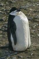 Chinstrap Penguin, Paulet island, Antartica, Scientific name,Pygoscelis antarcticus photo