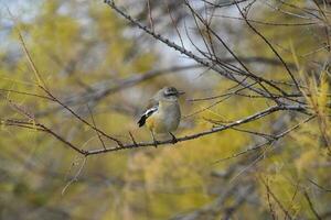 Patagonian Mockingbird, Patagonia, Argentina photo