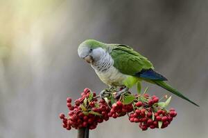 Parakeet,feeding on wild fruits, La Pampa, Patagonia, Argentina photo