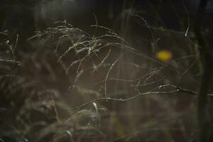 Grass in countryside pampas Argentina photo