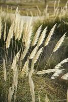 Grass in countryside pampas Argentina photo