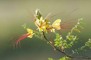 salvaje flor en Patagonia, caesalpinia gilliesii, la pampa, argentina. foto