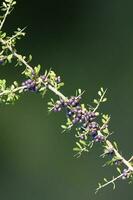 Wild fruits in Pampas forest environment, La Pampa Province, Patagonia, Argentina. photo