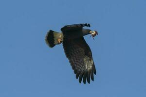 Snail Kite , Ibera Marsh National Park , Corrientes  province, Patagonia , Argentina. photo