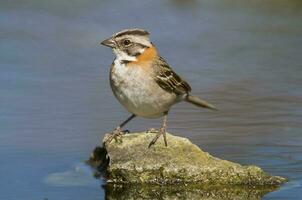 Rufous collared Sparrow, Zonotrichia capensis, Calden fores, La Pampa , Argentina photo