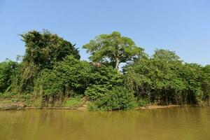 río paisaje y selva,pantanal, Brasil foto