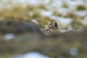 Puma walking in mountain environment, Torres del Paine National Park, Patagonia, Chile. photo