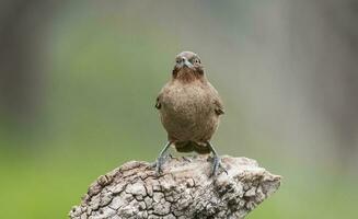 Brown cacholote , Patagonia , Argentina photo