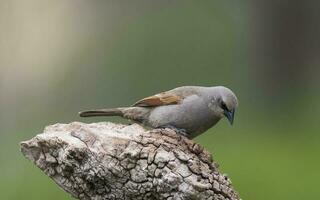 Bay winged Cowbird photo
