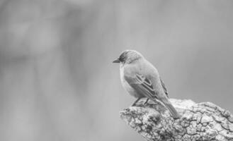 Bay winged Cowbird photo