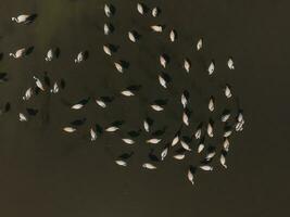 Flamingos flock in Patagonia, Aerial view,Argentina photo