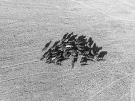 Cows fed  grass, in countryside, Pampas, Patagonia,Argentina photo